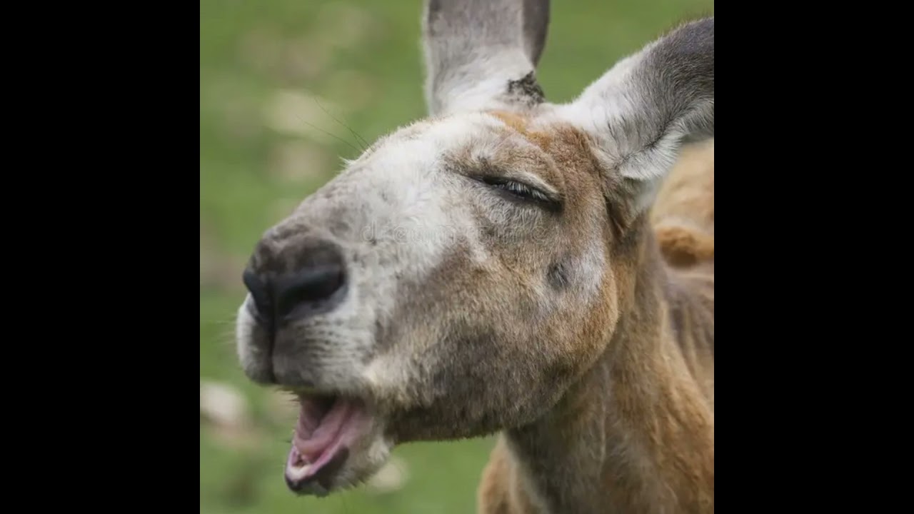 Episode 2: Kangaroo