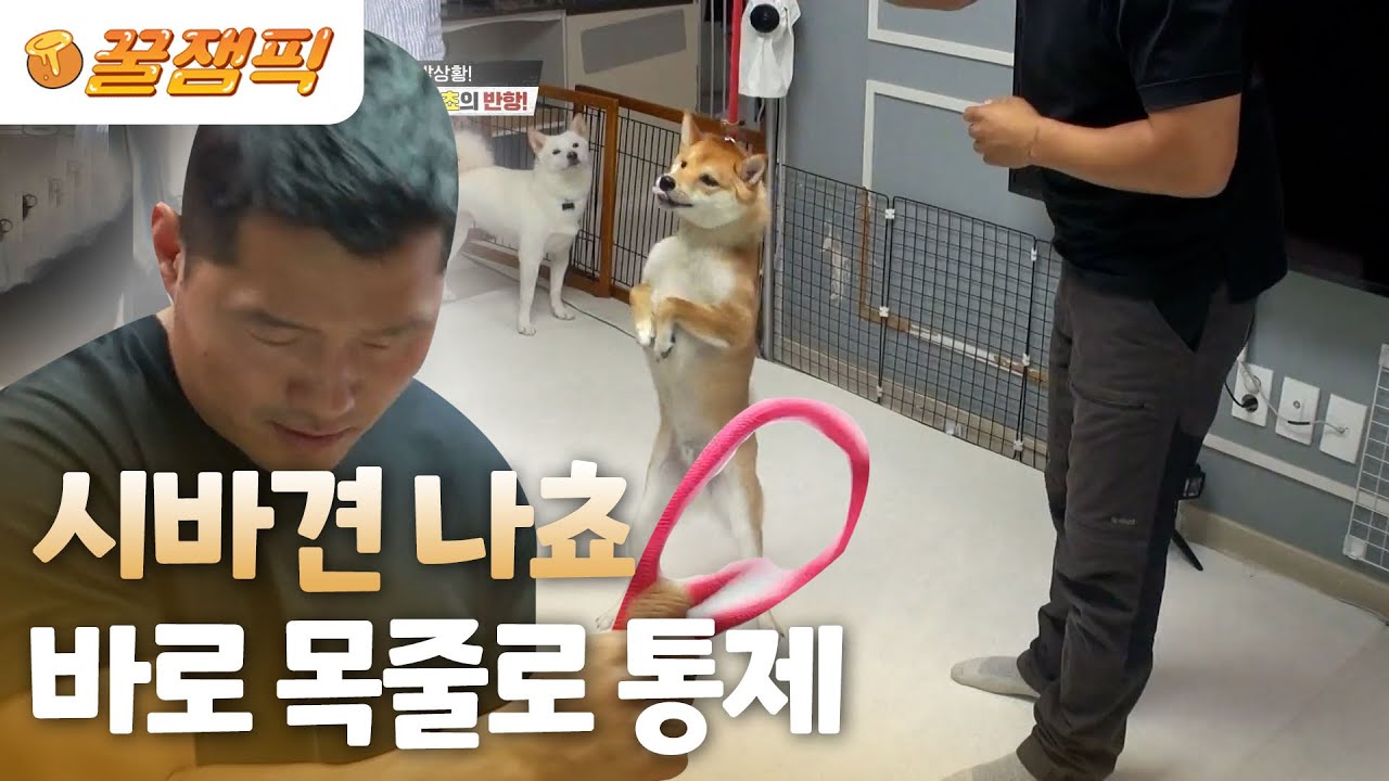 [#개는훌륭하다] 