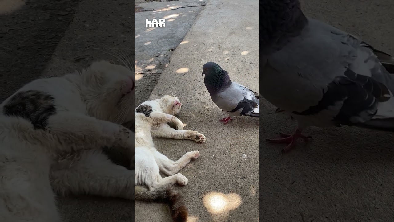 &ldquo;Never in my 9 lives&ldquo; 🤣 (🎥: ViralHog)