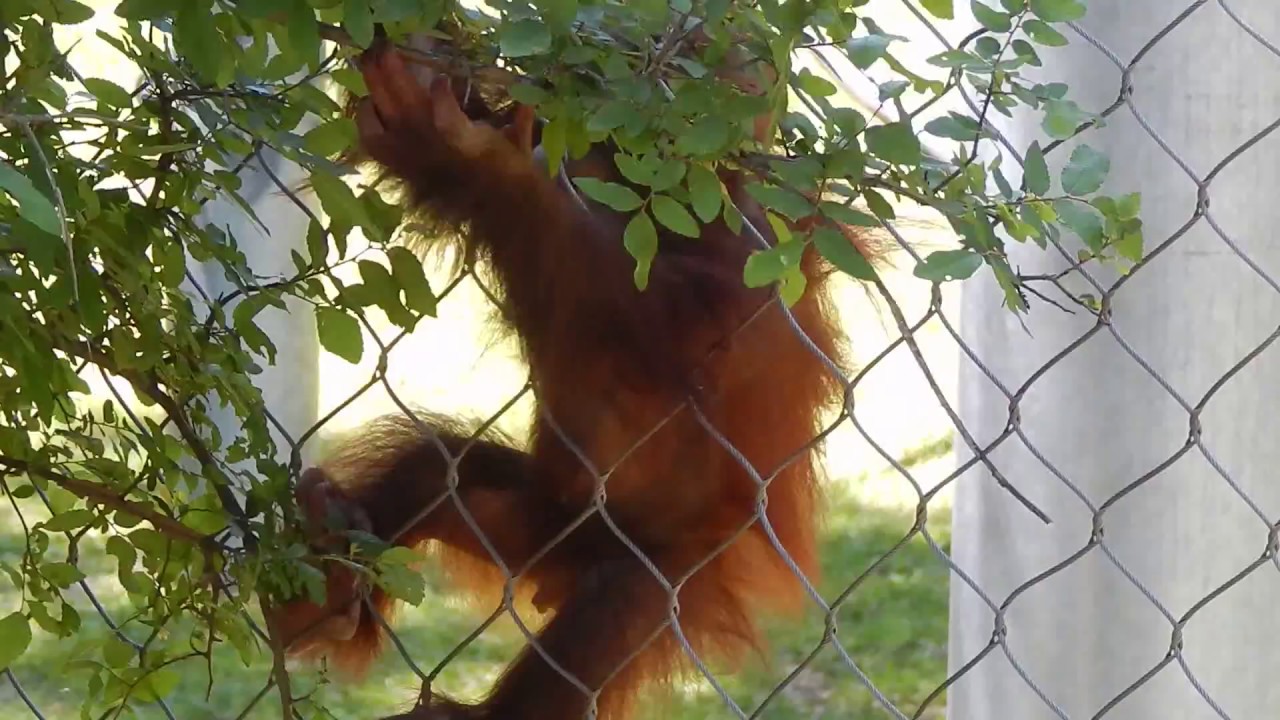 Baby orangutan fights mom.