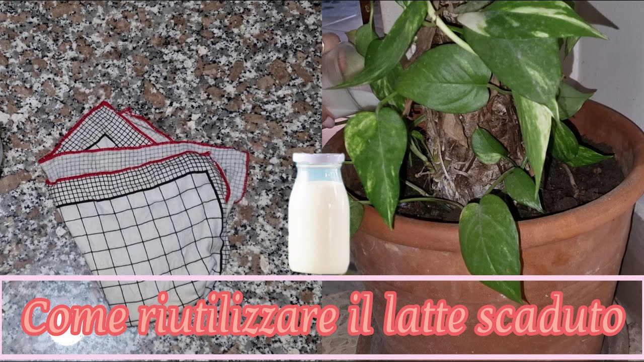 Come riutilizzare il latte scaduto DUE METODI SUPER  GREEN | MAMMASTYLE.IT |
