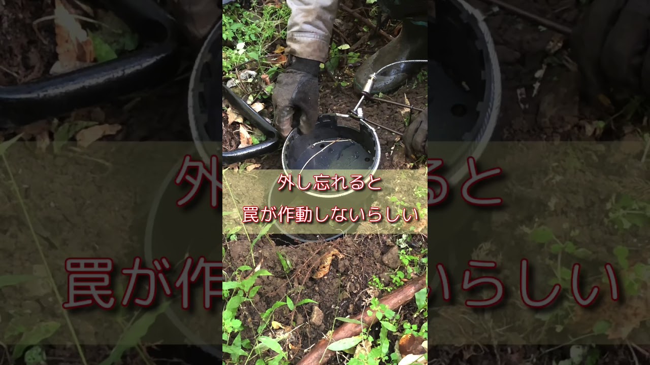 狩猟解禁！猪や鹿用のくくり罠設置(私は見てただけだけど)