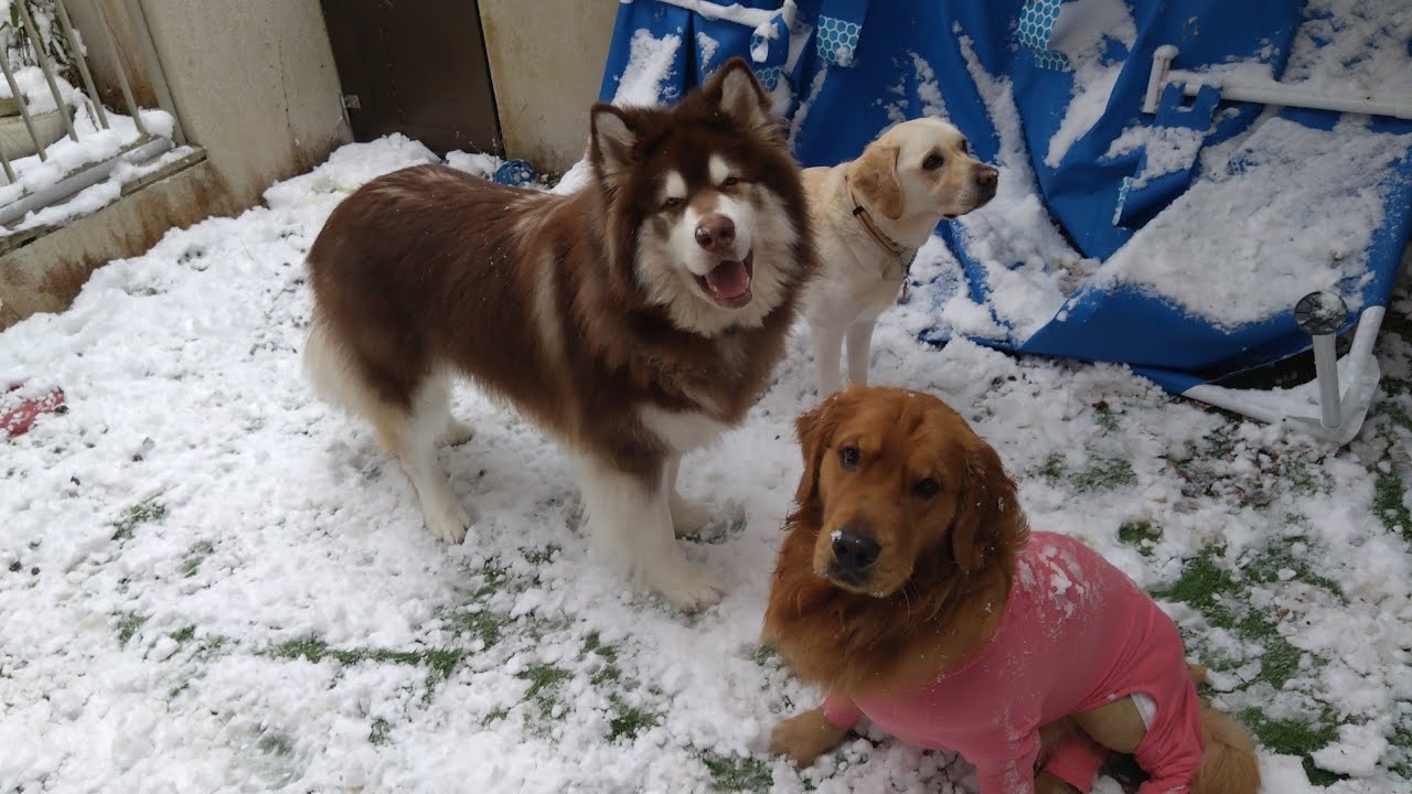 【雪が降って嬉しいね🐶⛄】ラブラドールレトリーバー、ゴールデンレトリーバー、アラスカンマラミュートと猫
