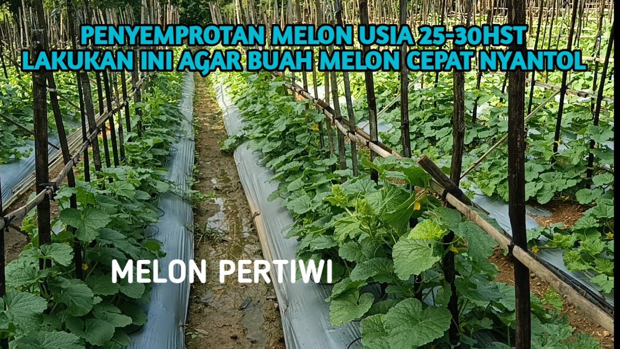 PENYEMPROTAN MELON USIA 25-30HST #melon #farming 