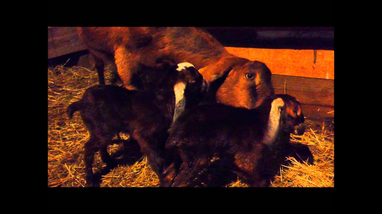 Mom Cleaning Newborn Goat Kids