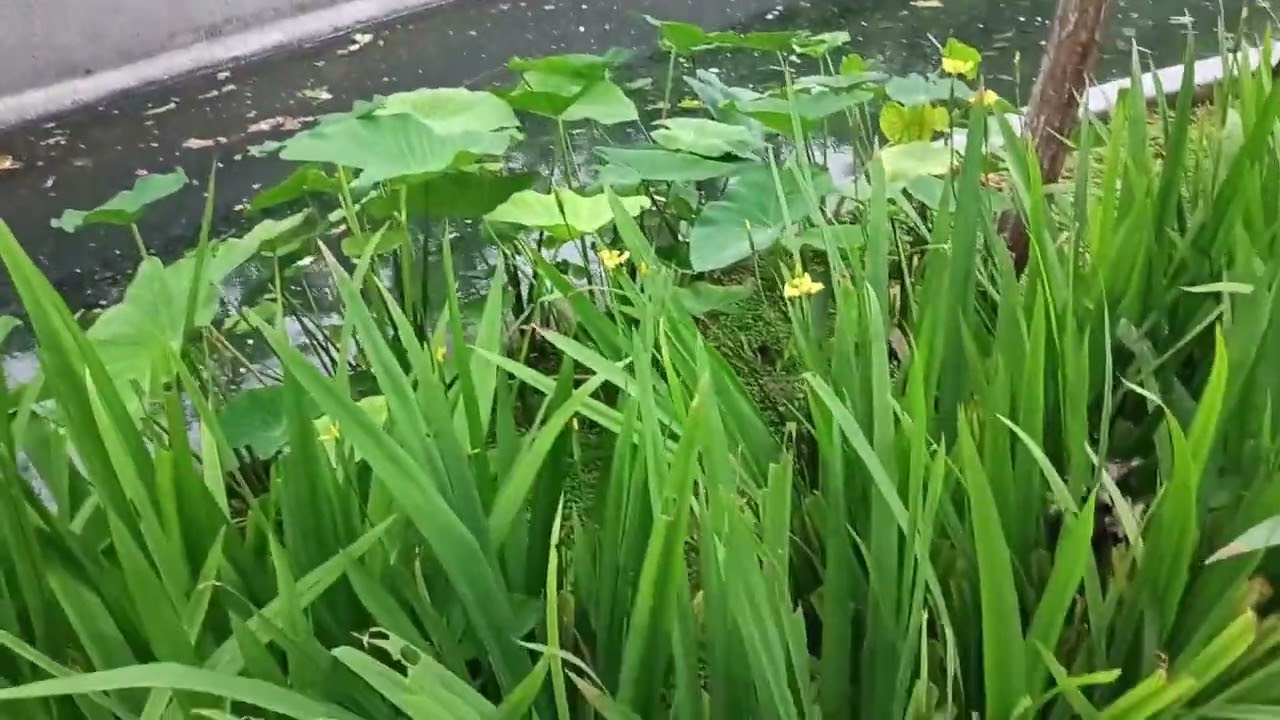 মালেশিয়ার সুন্দর একটা বিকেলের পরিবেশ  | মালেশিয়ার অপূর্ব সন্ধ্যা | প্রকৃতির সৌন্দর্য পুল সহ