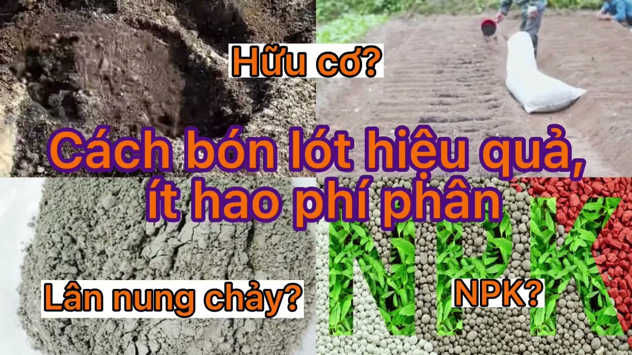 Cách Bón Lót Hiệu Quả, Ít Tốn Phân | #CáchBónLót #BónLót #FinoNôngNghiệp #PhúFino:0366.998.600