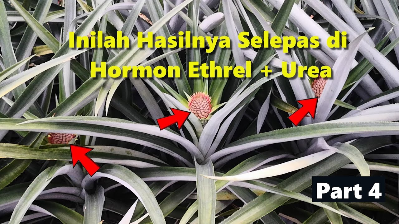 Nanas MD2 Pineapples (Part 4) - Kesan Selepas di Hormon/ Induce for Fruiting