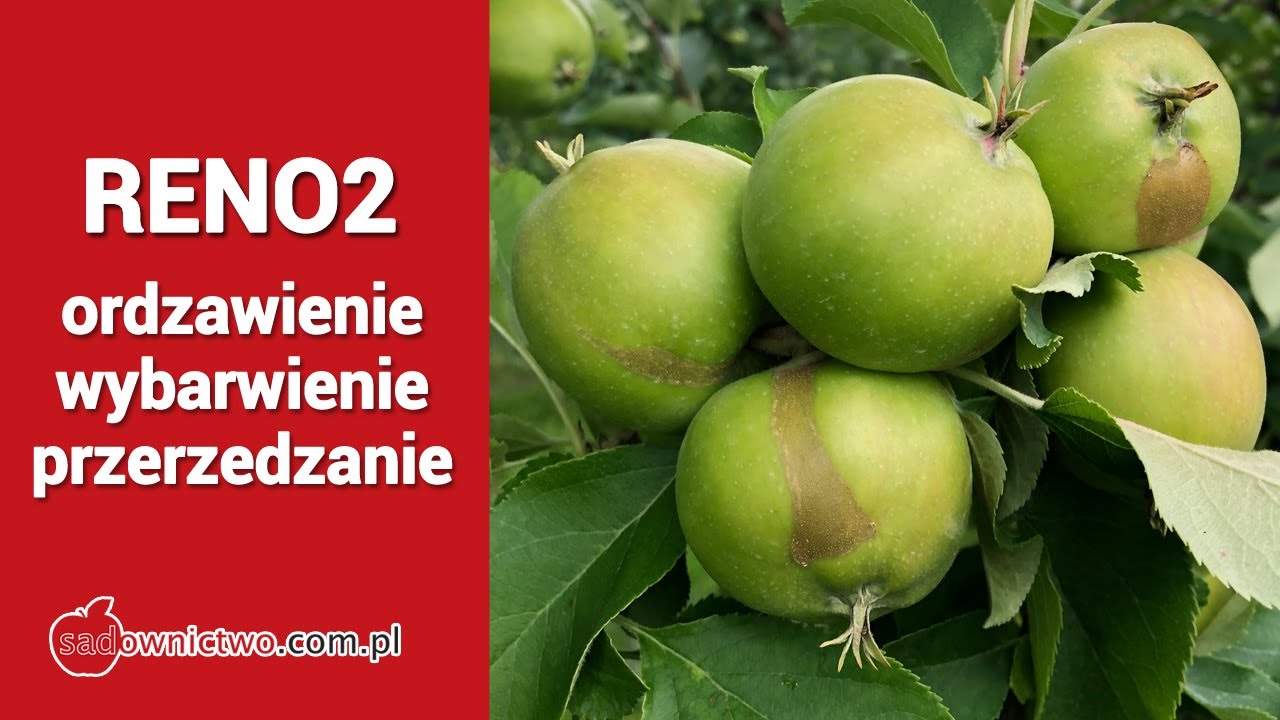 szampion RENO2 - ordzawienia, wybarwienie, przerzedzanie w 2020 roku - Jacek radzi :)