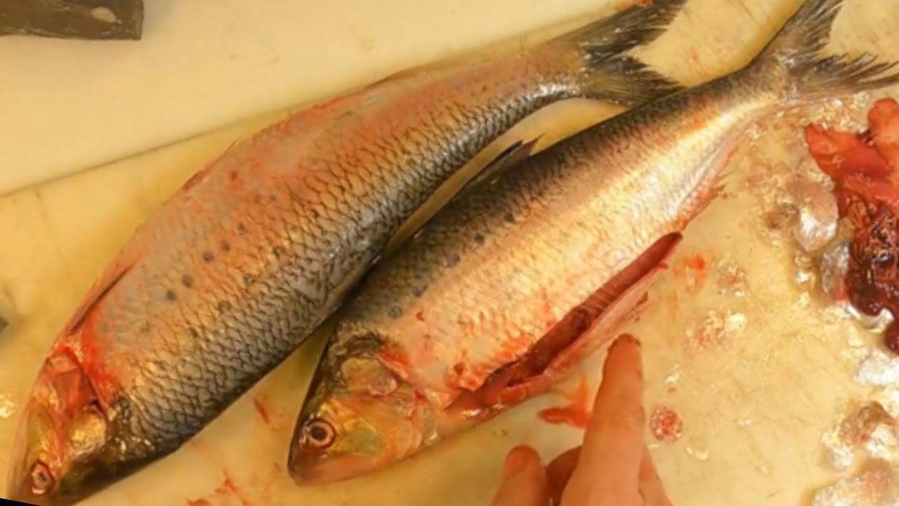 How to De-Bone Shad and Be extraordinary like Barry.#shad #fishcutting #fishing #bonelessfish #asmr