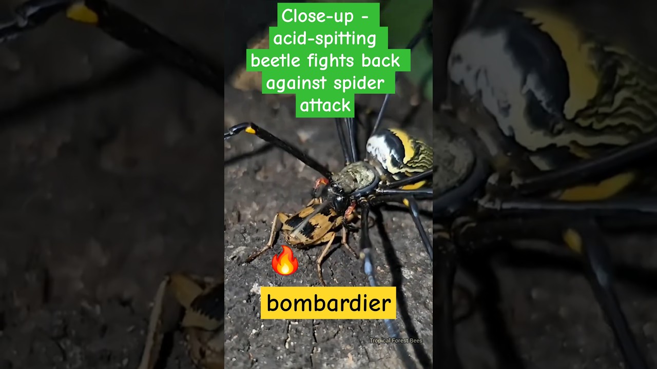 Close-up - acid-spitting beetle fights back against spider attack😱 #bombardier #spider