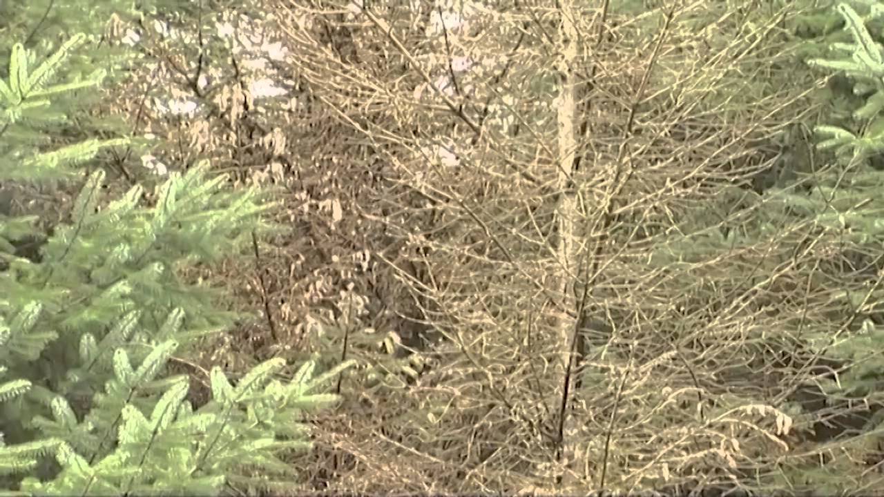 07   Chemical Thinning