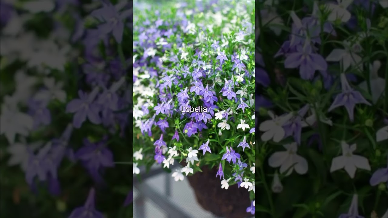The Best Annual Flowers to Grow From Seed