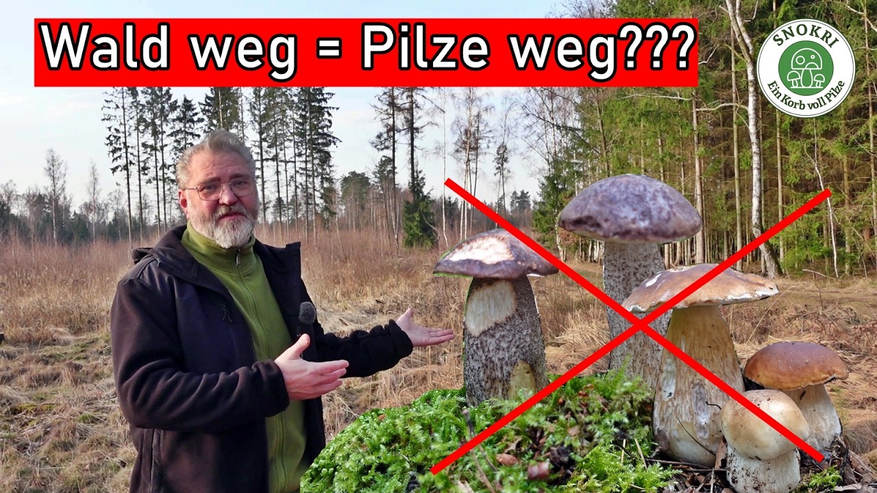 Wald weg = Pilze weg??? Was passiert wenn der Wald abgeholzt wird.