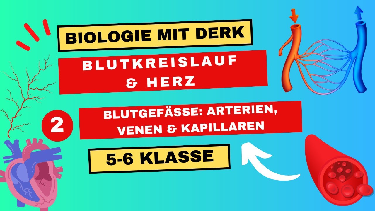 Blutkreislauf & Herz | 2 | Blutgef&auml;&szlig;e: Arterien, Venen & Kapillaren | 5 & 6 Klasse