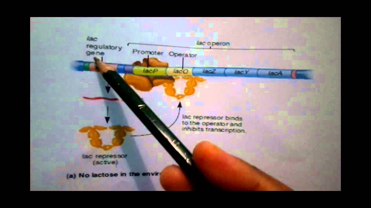 the lac operon is regulated by repressor protein oleh Emi Lestari B1J013213