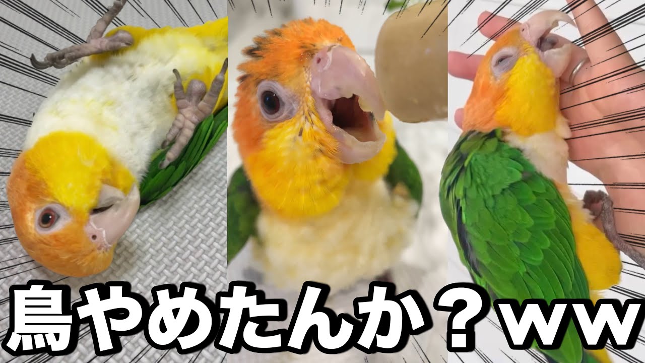 本当に鳥ですか？人間みたいな鳥『とろろ』の総集編🦜【シロハラインコ】