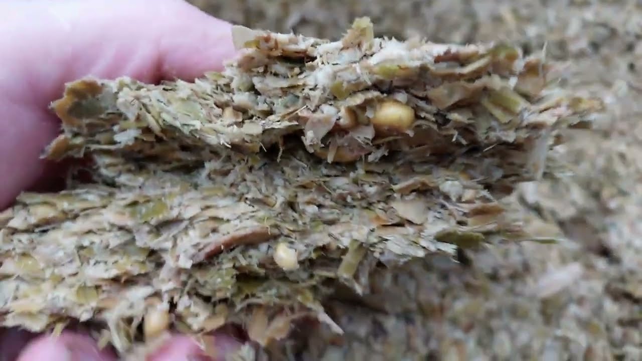 🐂Hodowla opasów!!!💪🐂 Czym żywimy bydło w naszym gospodarstwie?🐂Jaka jest opłacalność hodowli bydła!🐂