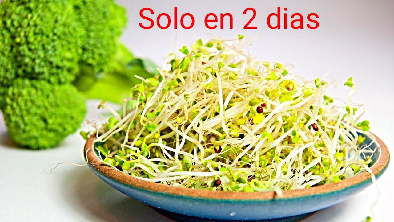 RAÍCES CHINAS FÁCIL Y RAPIDO