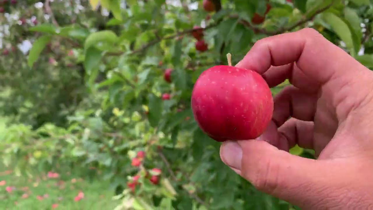 Wickson Crab Apple Tasting