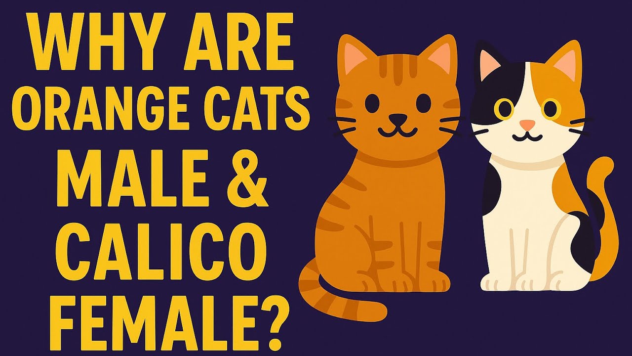 Why Are Orange Cats Mostly Male & Calico Cats Almost All Female?🐱| Subscribers Asked WHY | WhyOWhyTV