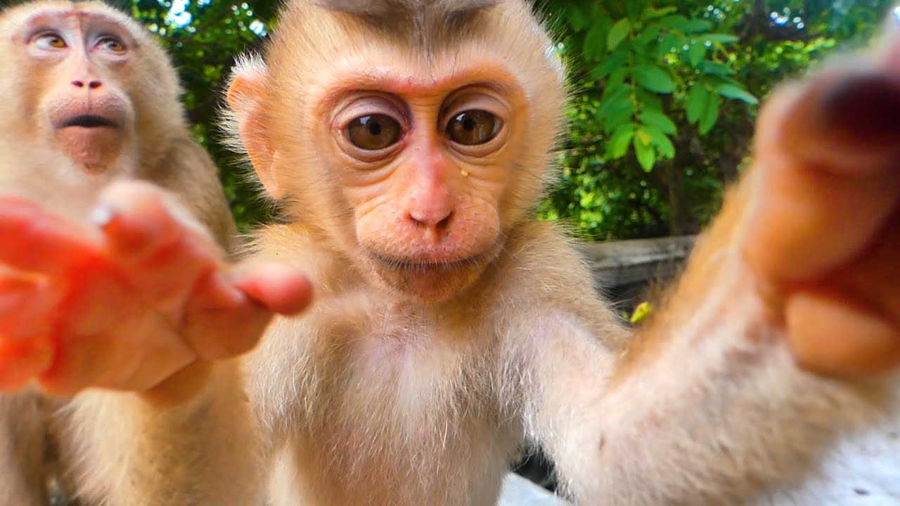 Four in one...baby monkey Saro has smart handsome funny and more active than other monkeys.