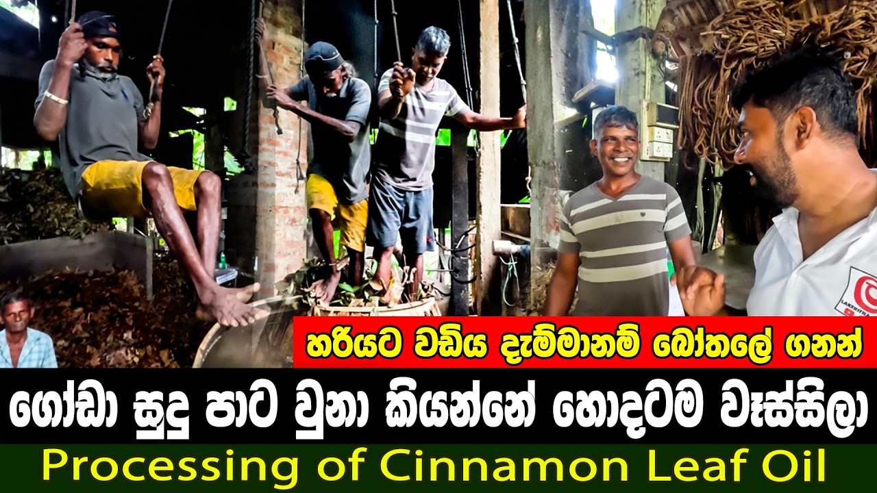 හරියට වඩියක් ගහන්න කන කට්ට කොහොමද | Processing of Cinnamon Leaf Oil | කුරුදු කොලෙන් තෙල්
