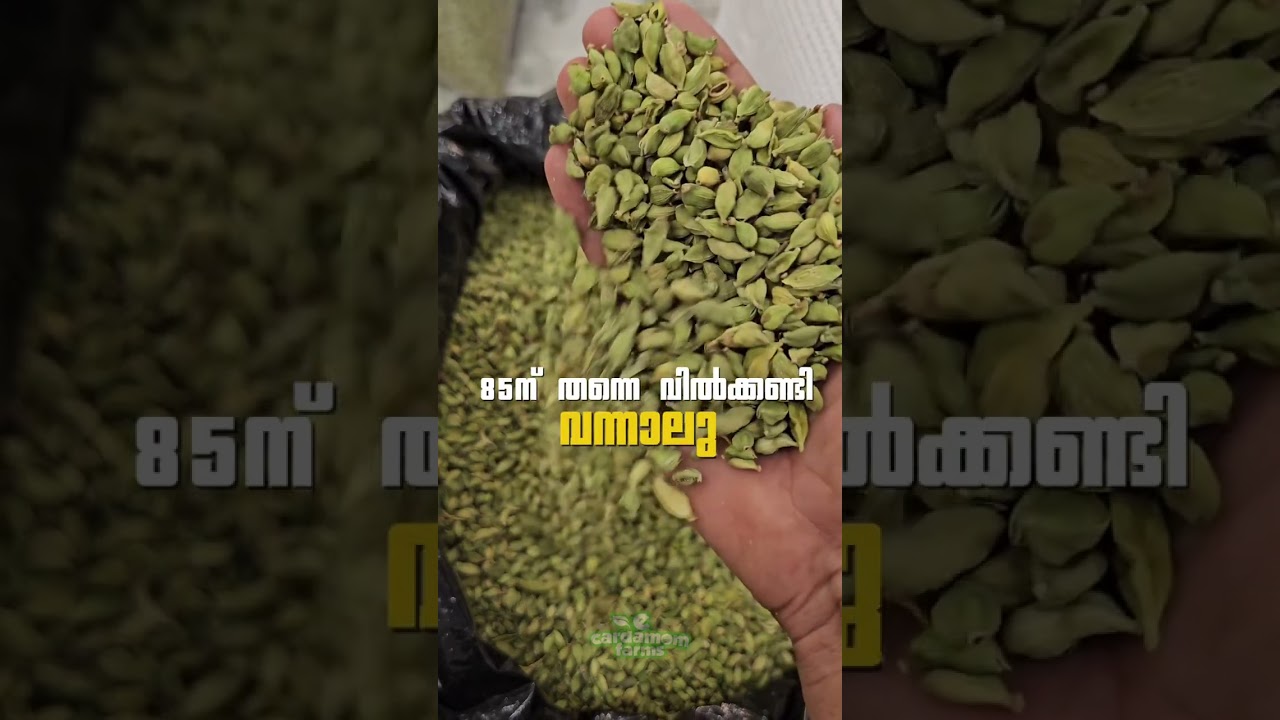 Cardamom Supply | Export | Idukki