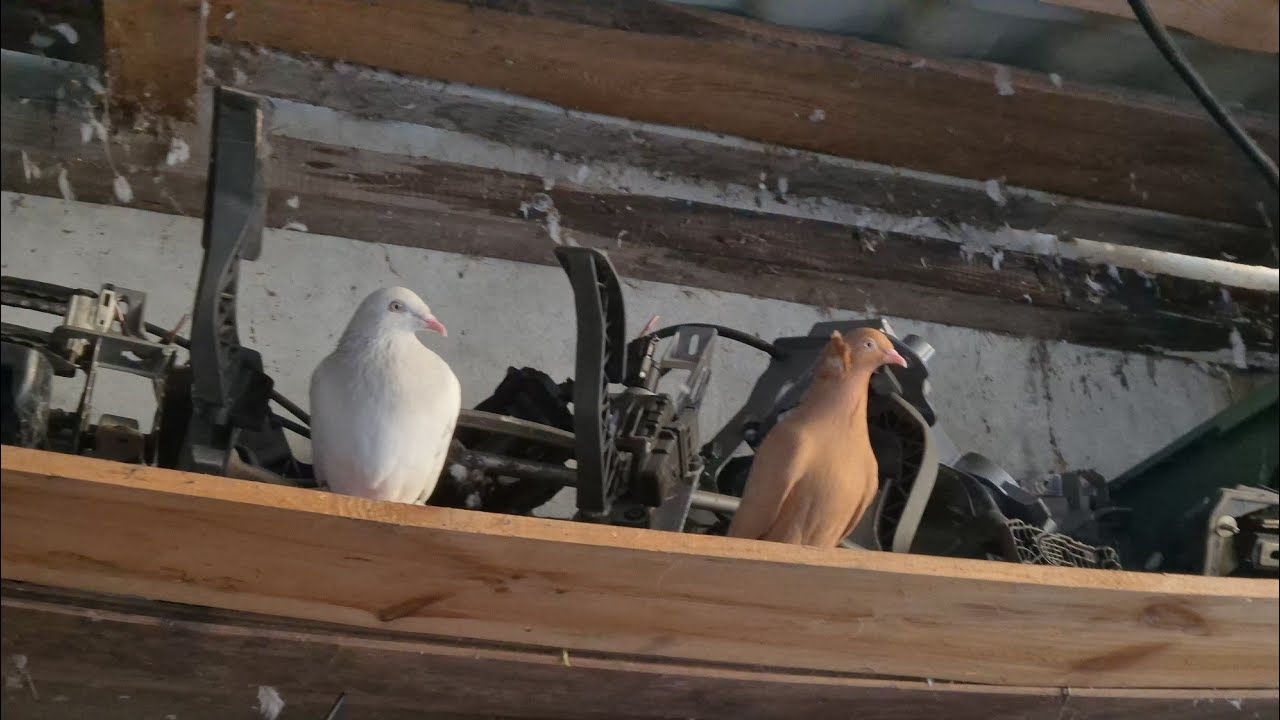 Uwaga! Wściekłe jastrzębie 🫣😬Nie wypuszczać gołębi! Jedne atakują drugie im zabierają 🕊🦅Uroki zimy 😳
