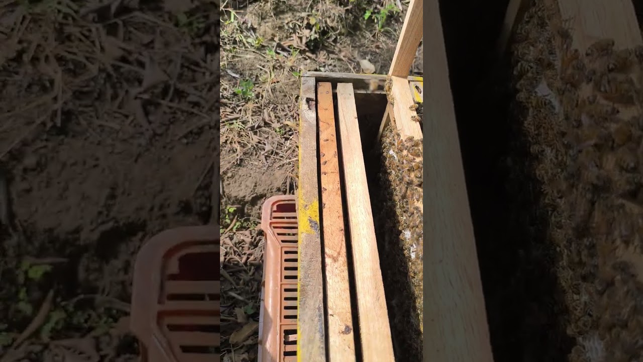 Enjambre capturado y re ubicado, en el apiario