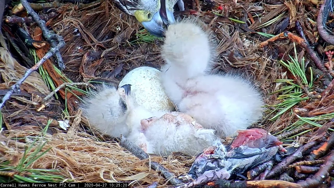 Nestling Fed While On Its Back After Siblings Wrestle In The #CornellHawks Nest – April 27, 2020