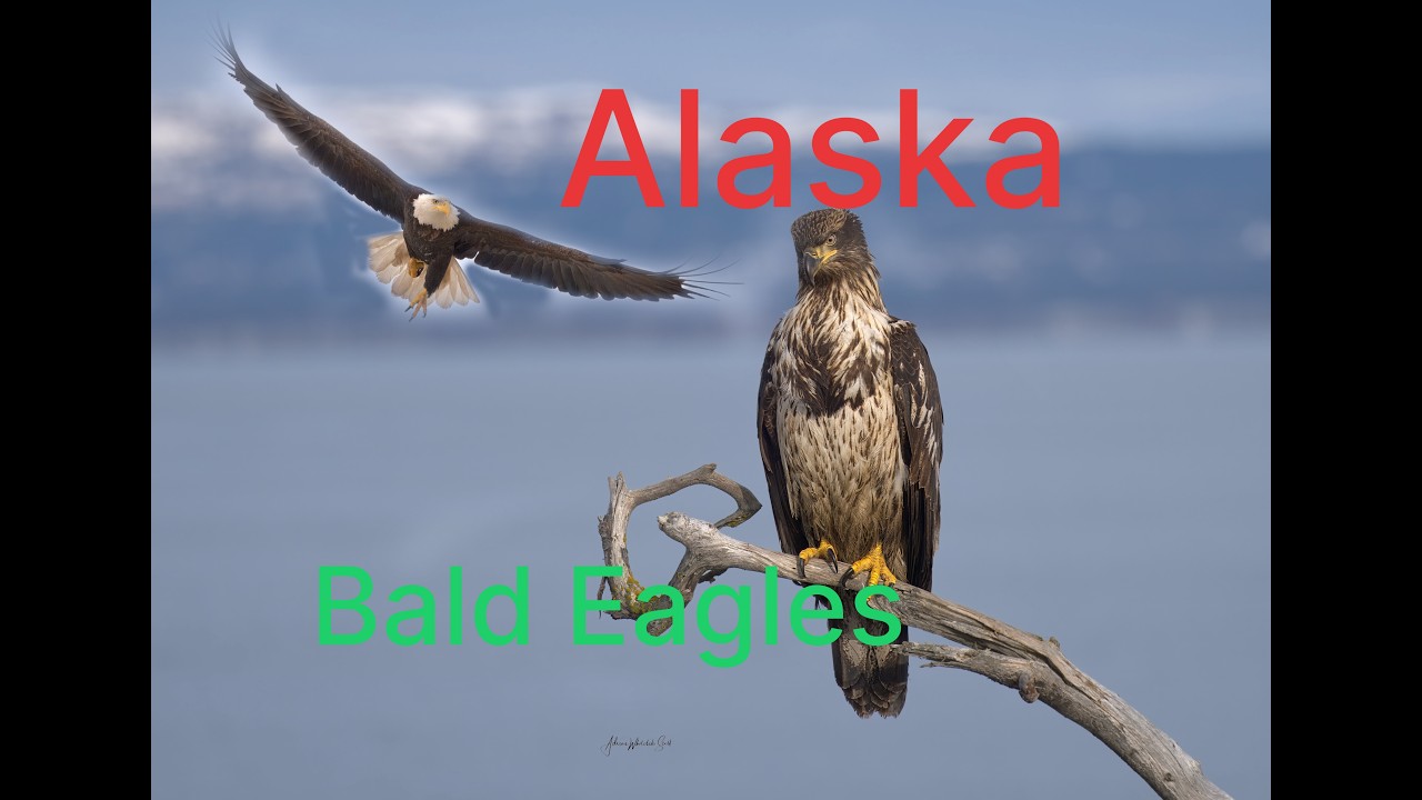 Bald Eagles in Alaska | Amazing action! #baldeagles #birdphotography #wildlifevideo
