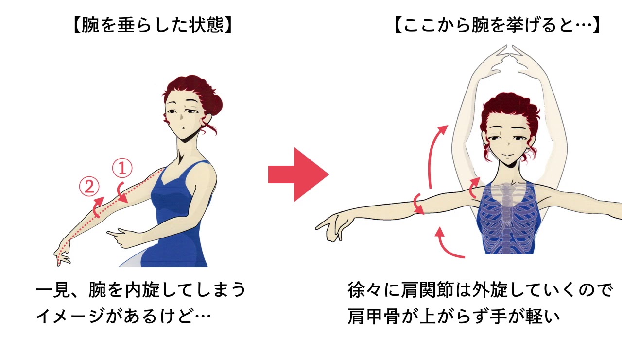 バレエで肩を下げるシンプルな方法②解剖学的なアプローチ