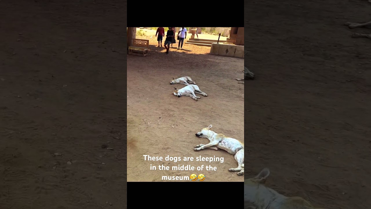 Dogs are sleeping in the Egypt museum🤣 #shorts #fyp #dog