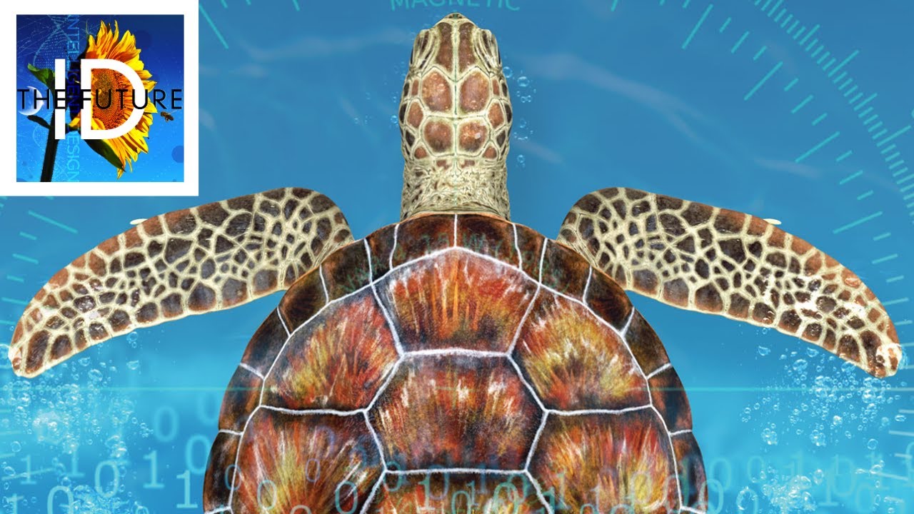 The High Tech Animal Navigation That Defies Darwinian Explanation...