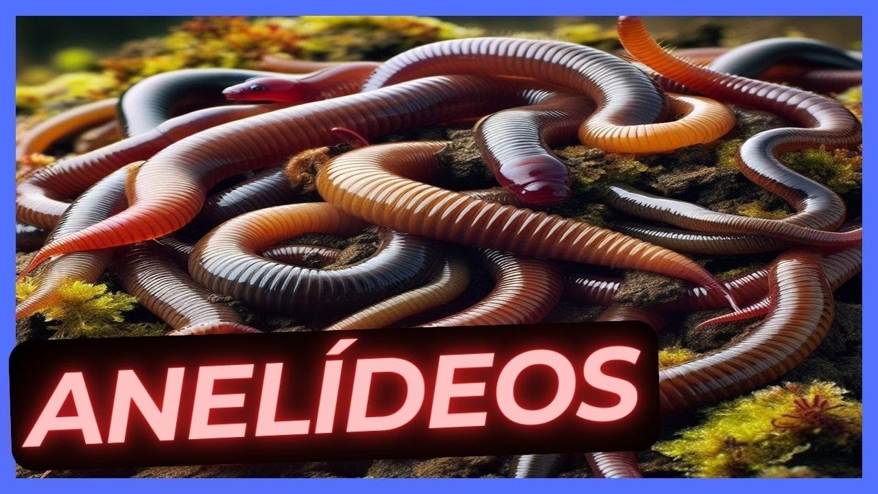 Anelídeos | Características Gerais e Classificação (COM MAPA MENTAL) #aulaonline