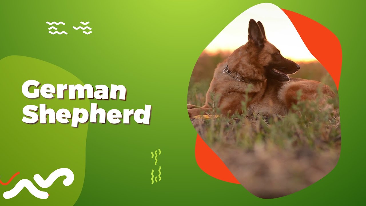 Amazing GERMAN SHEPHERD 101 - The Loyal and Versatile Breed