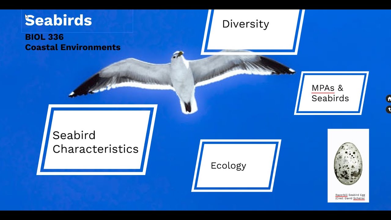 Seabirds