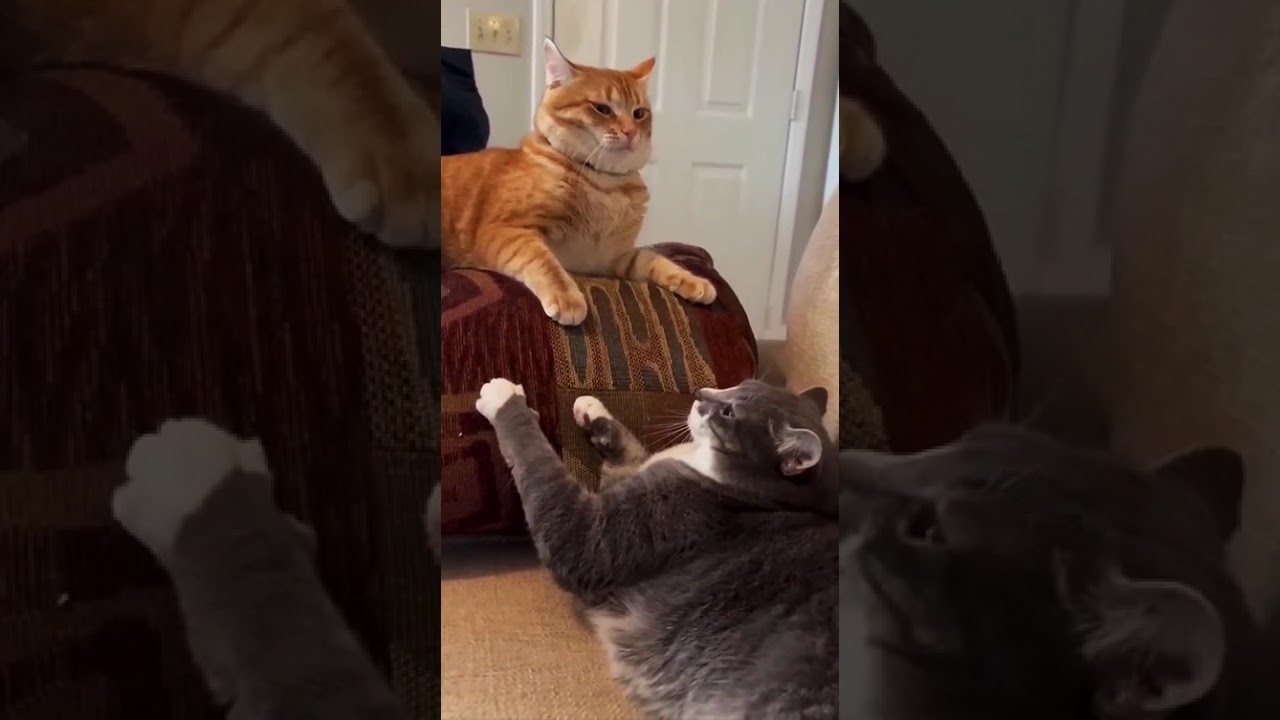 Why don't you know that? #cat #catbehavior #funnycats #aki74