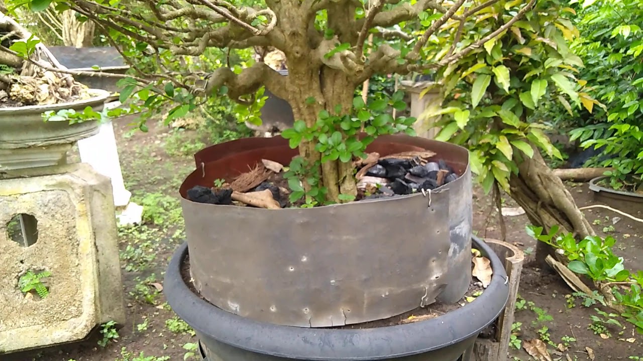 #bonsaiindonesia #ppbi #bonsaimania #bonsaisianci #bonsai