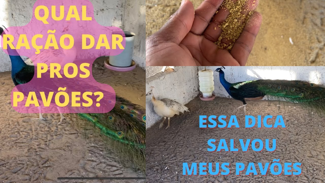 CRIAÇAO DE PAVAO | COMIDA DOS PAVOES |DICA DE ALIMENTAÇÃO PARA AVES