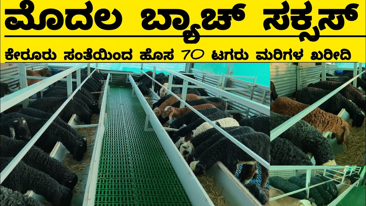 ಮೊದಲ ಬ್ಯಾಚ್ ಸಕ್ಸಸ್ ಆದ ನಂತರ ಪುನಹ ಕೆರೂರು ಸಂತೆಯಿಂದ  ಟಗರು ಮರಿಗಳ ಖರೀದಿ.