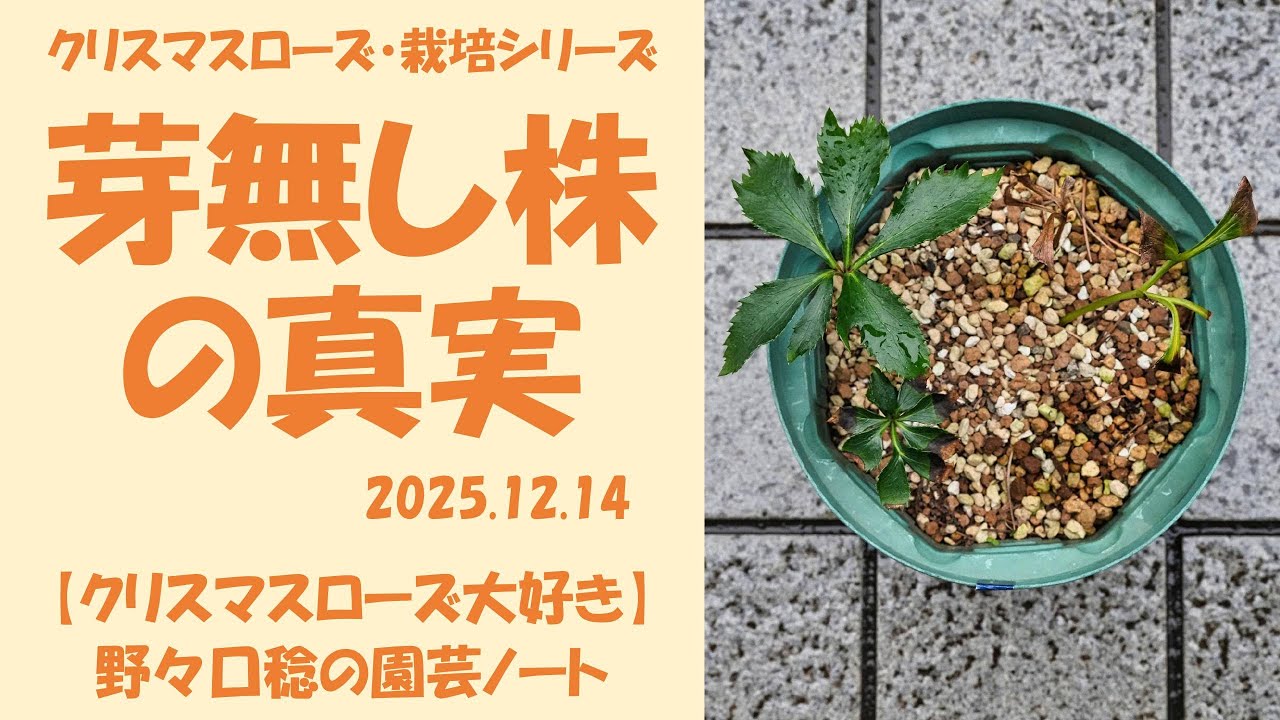 2025.12.14 芽無し株の真実