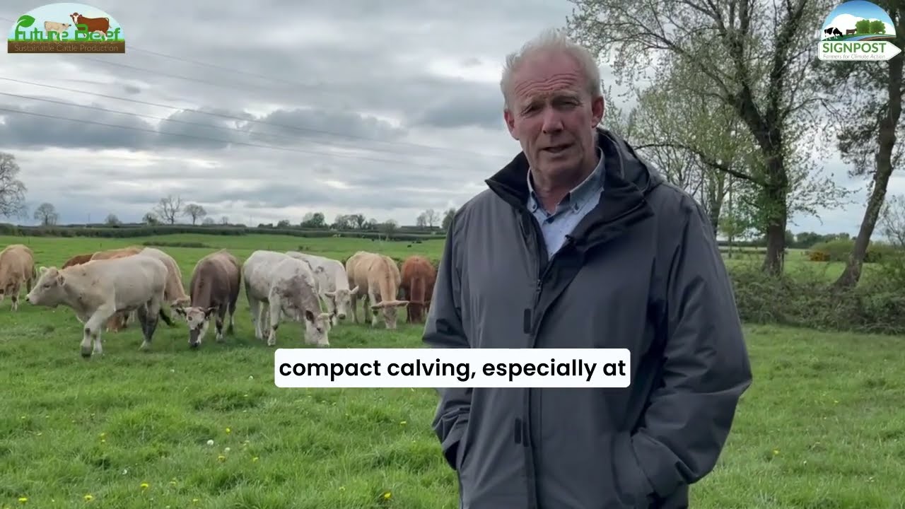 Breeding & Grazing Update from FutureBeef farmer John Dunne