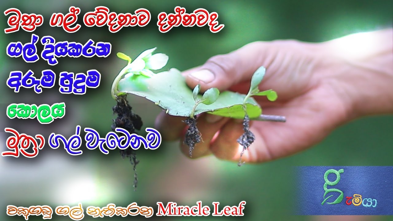 216 හිටගෙන ඉන්නත් බෑ ඉදගෙන ඉන්නත් බෑ. පුදුම වේදනාවක් . මුත්‍රා ගල් දියකරන ආශ්චර්යමත් අක්කපාන