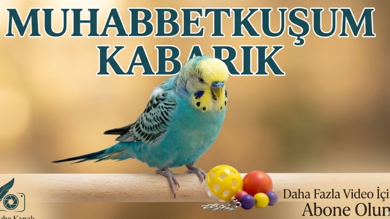 Telefon bağımlısı bir cici #birds #parrot #budgies #cute #parakeet#kesfetteyim #keşfet #keşfetteyiz 