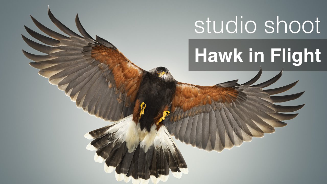 Hawk in Flight by Karl Taylor