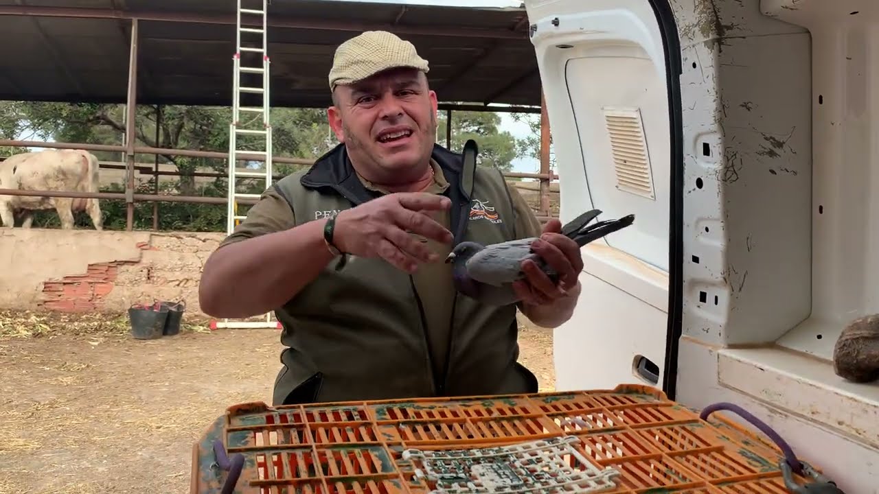 Mirar Camperos estas son las palomas Mensajeras.😘👍❤️siempre parriba Mi Gente.