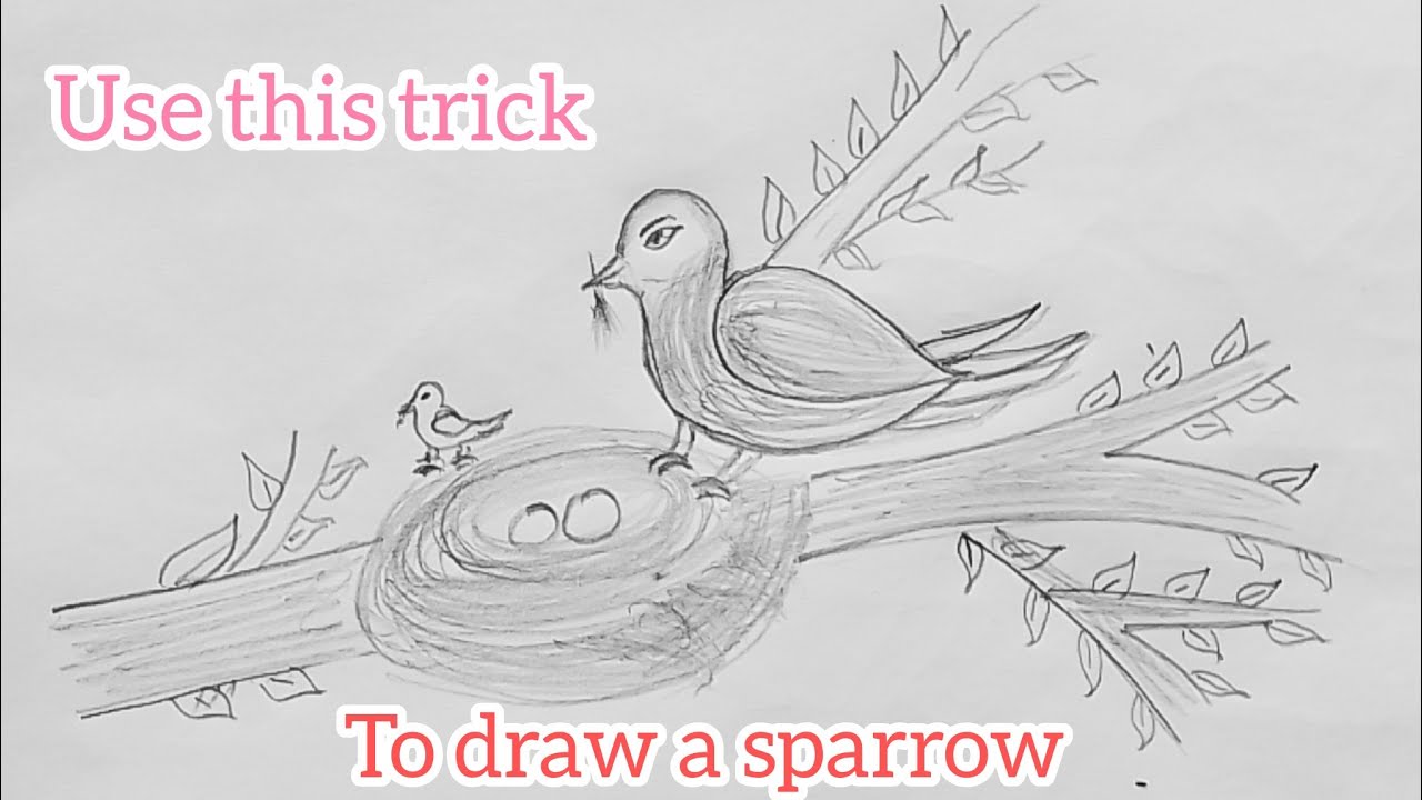 #how to draw sparrow with nest step by step for beginners 