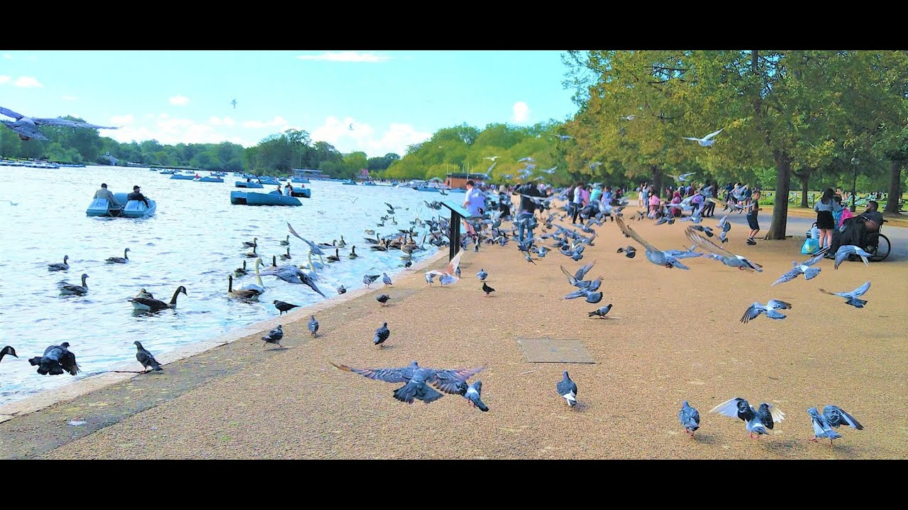 London Hyde Park | Swan, Pegions and Ducks | Relaxing & Calming place | British Summer